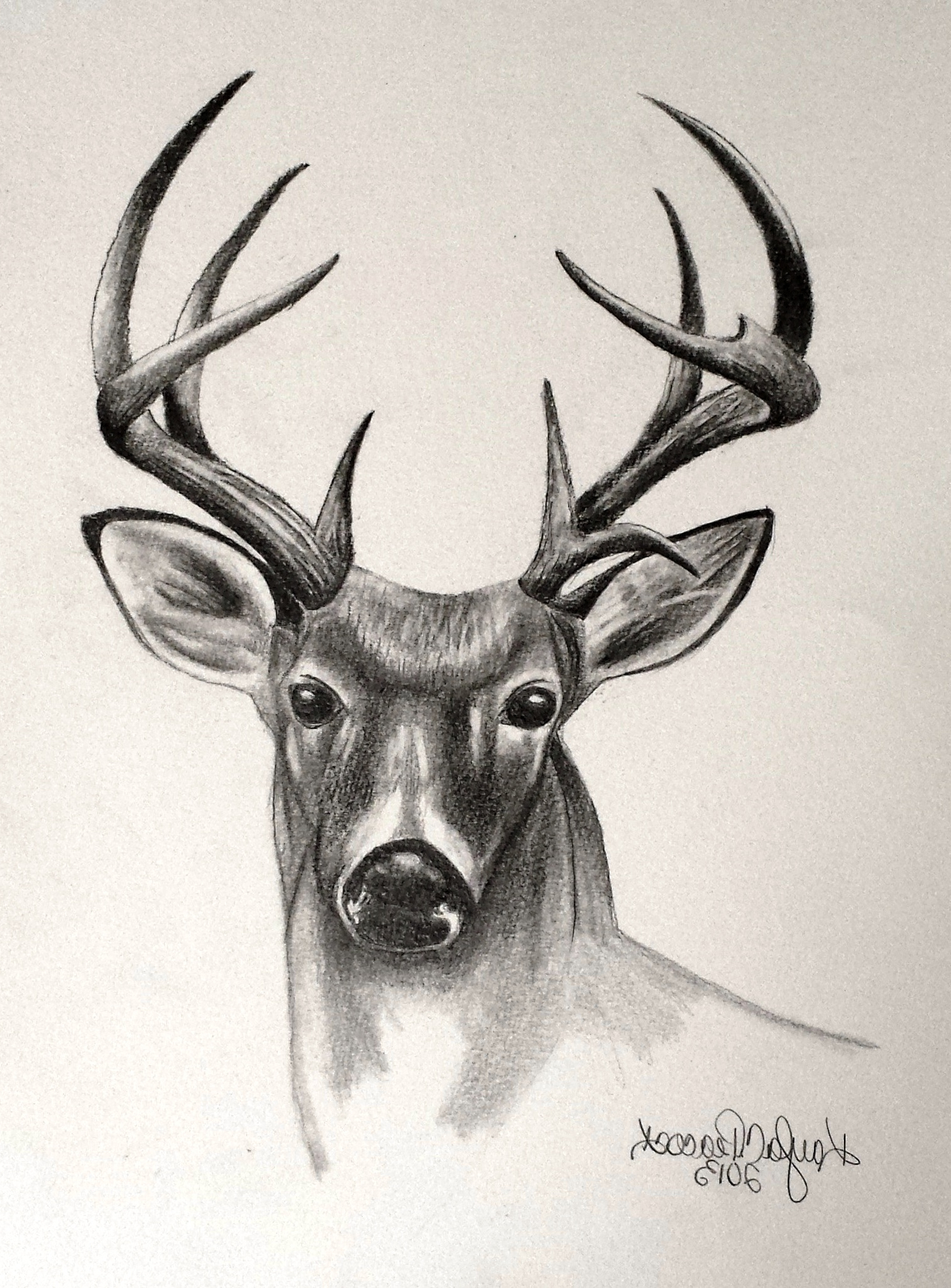 Deer Pencil Drawing at GetDrawings Free download