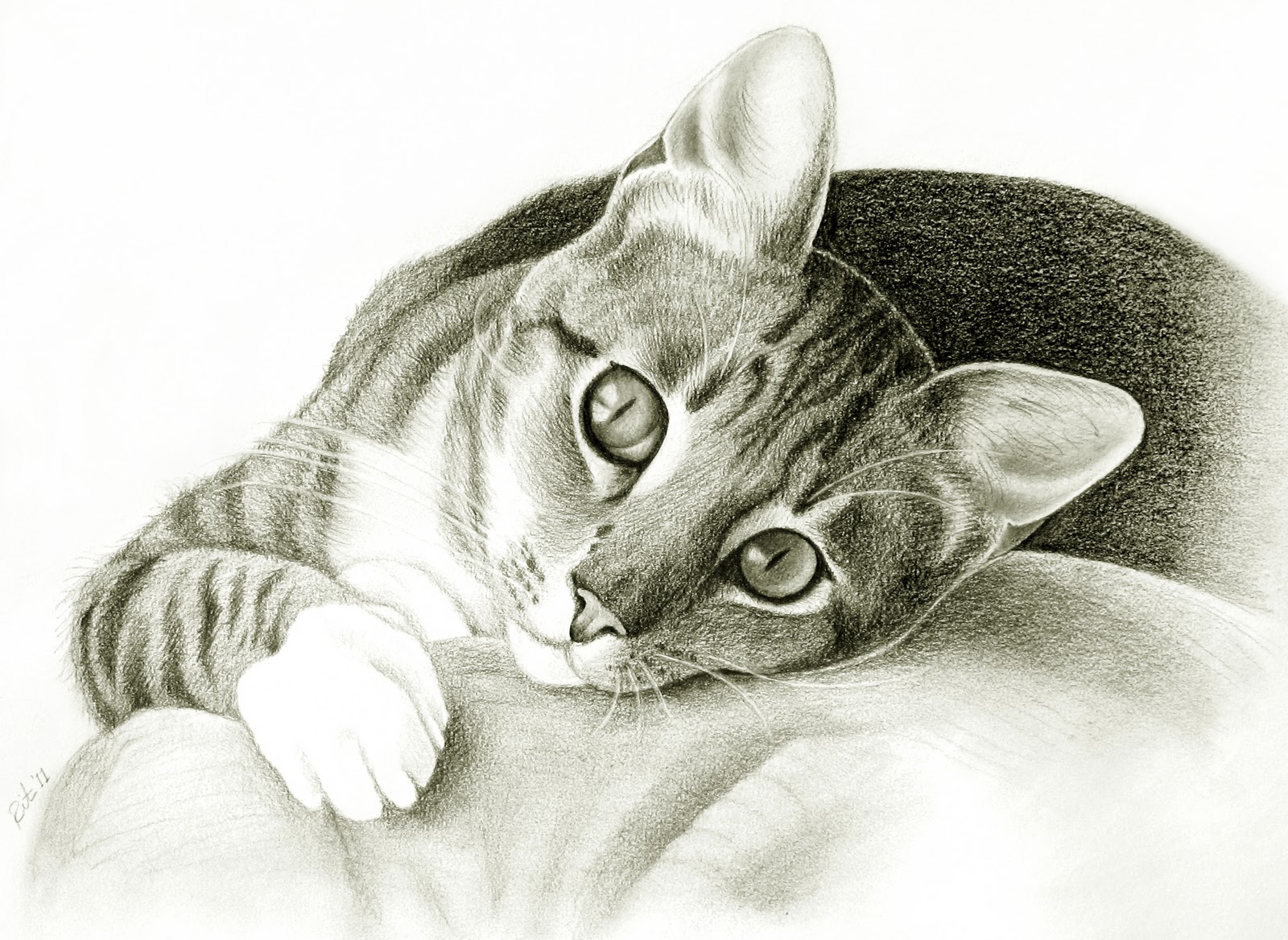 Detailed Cat Drawing at GetDrawings | Free download