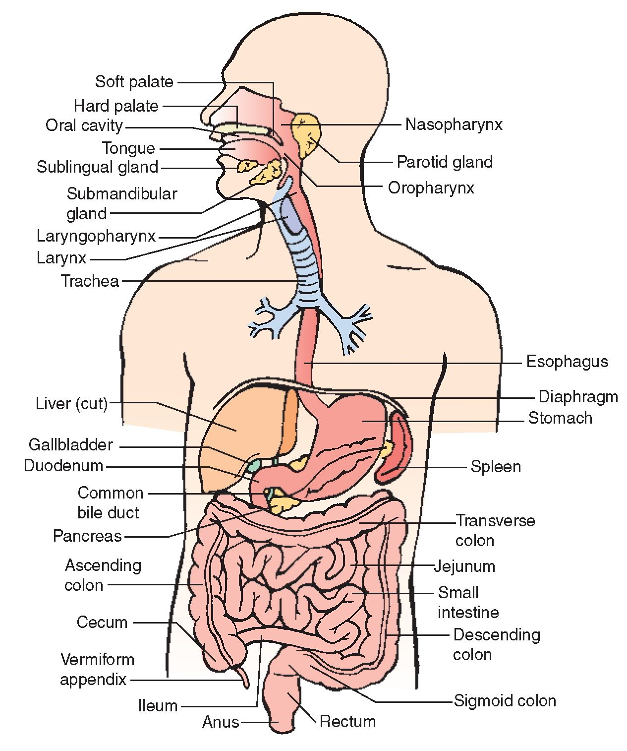 Digestive System Drawing at GetDrawings Free download