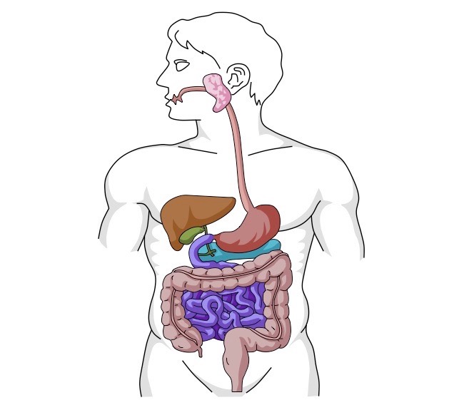 digestive system of human body drawing