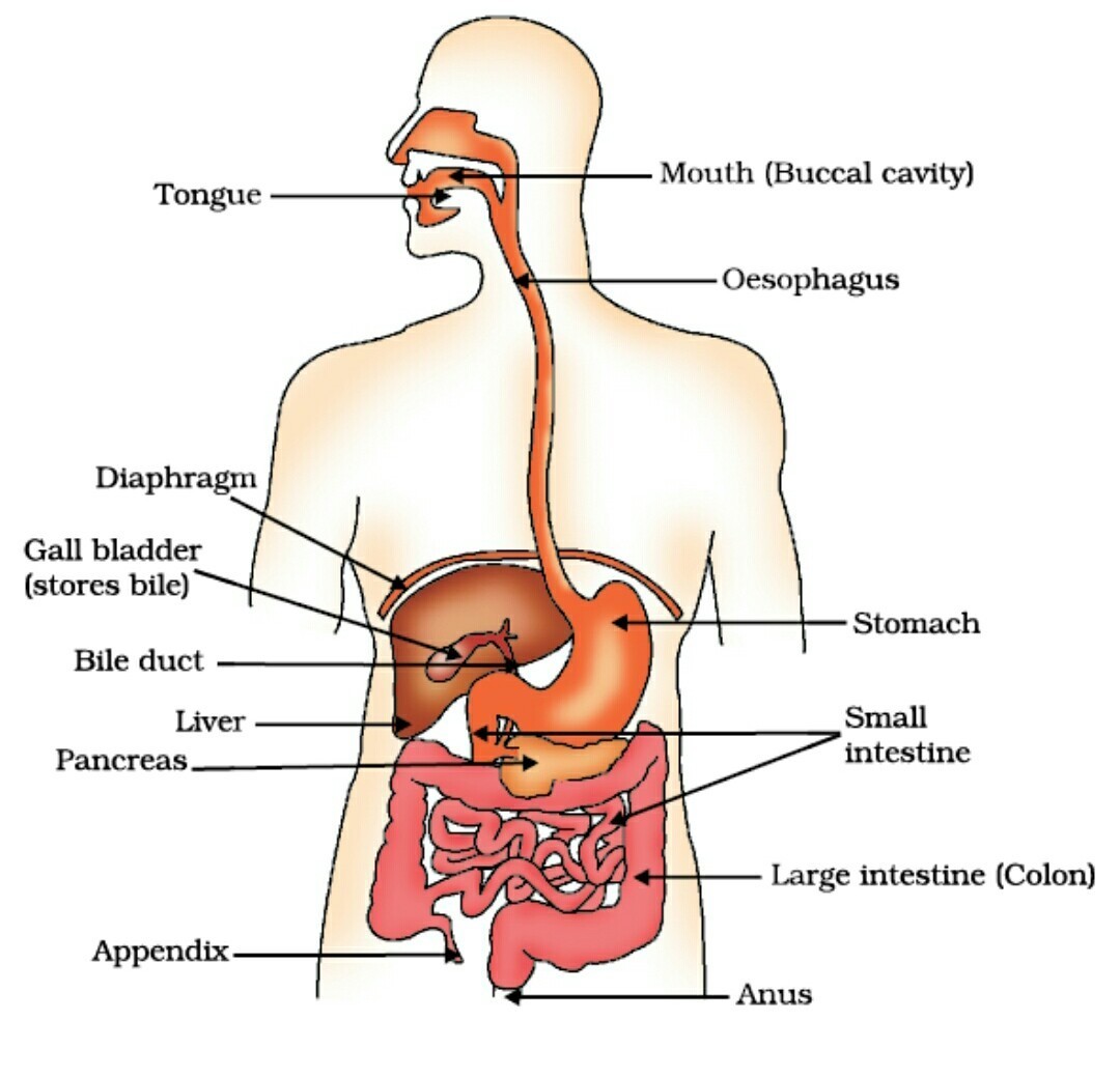 draw digestive system easy