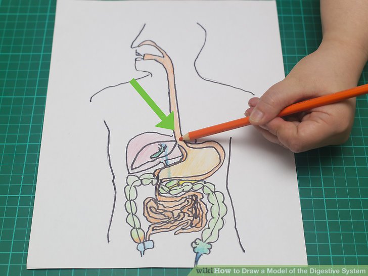 draw digestive system easy