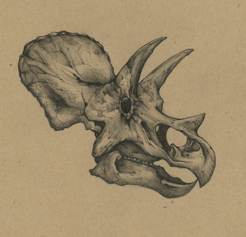 Dinosaur Skull Drawing at GetDrawings | Free download