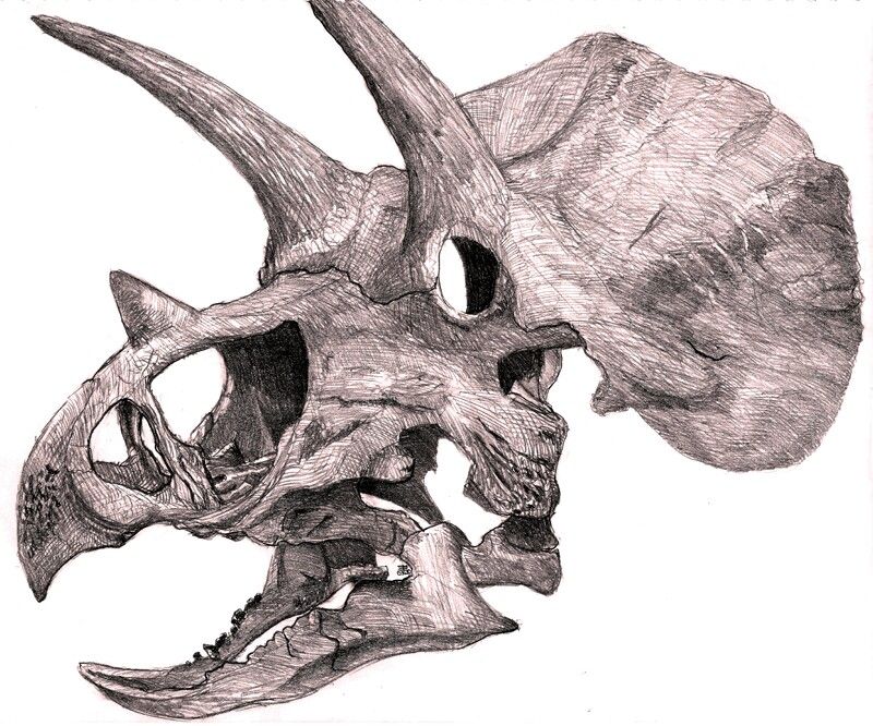 Dinosaur Skull Drawing at GetDrawings | Free download