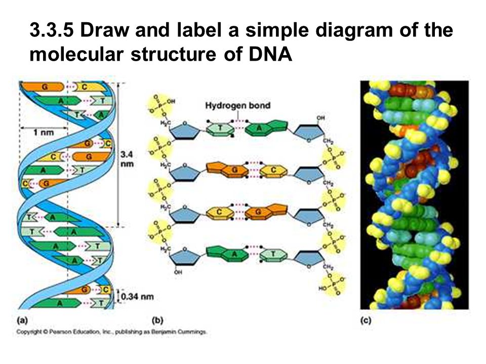 Dna Model Drawing at GetDrawings Free download