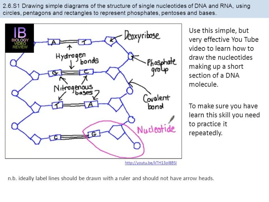 Dna Structure Drawing at GetDrawings | Free download