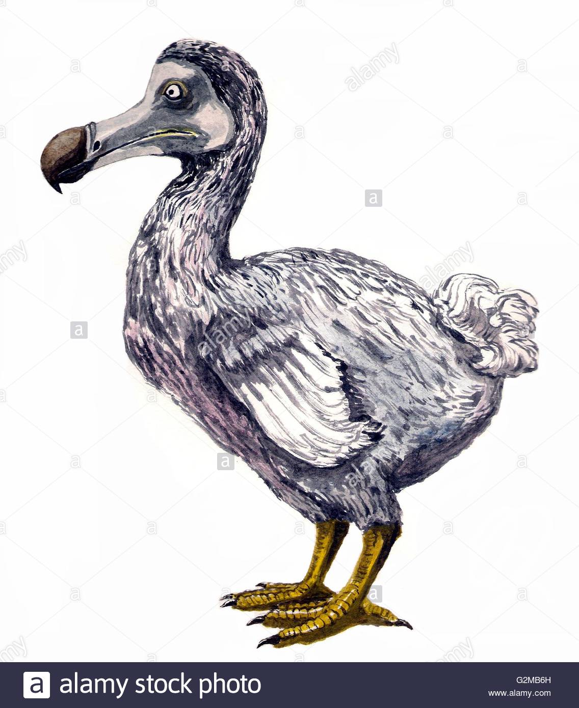 Dodo Bird Drawing at GetDrawings Free download