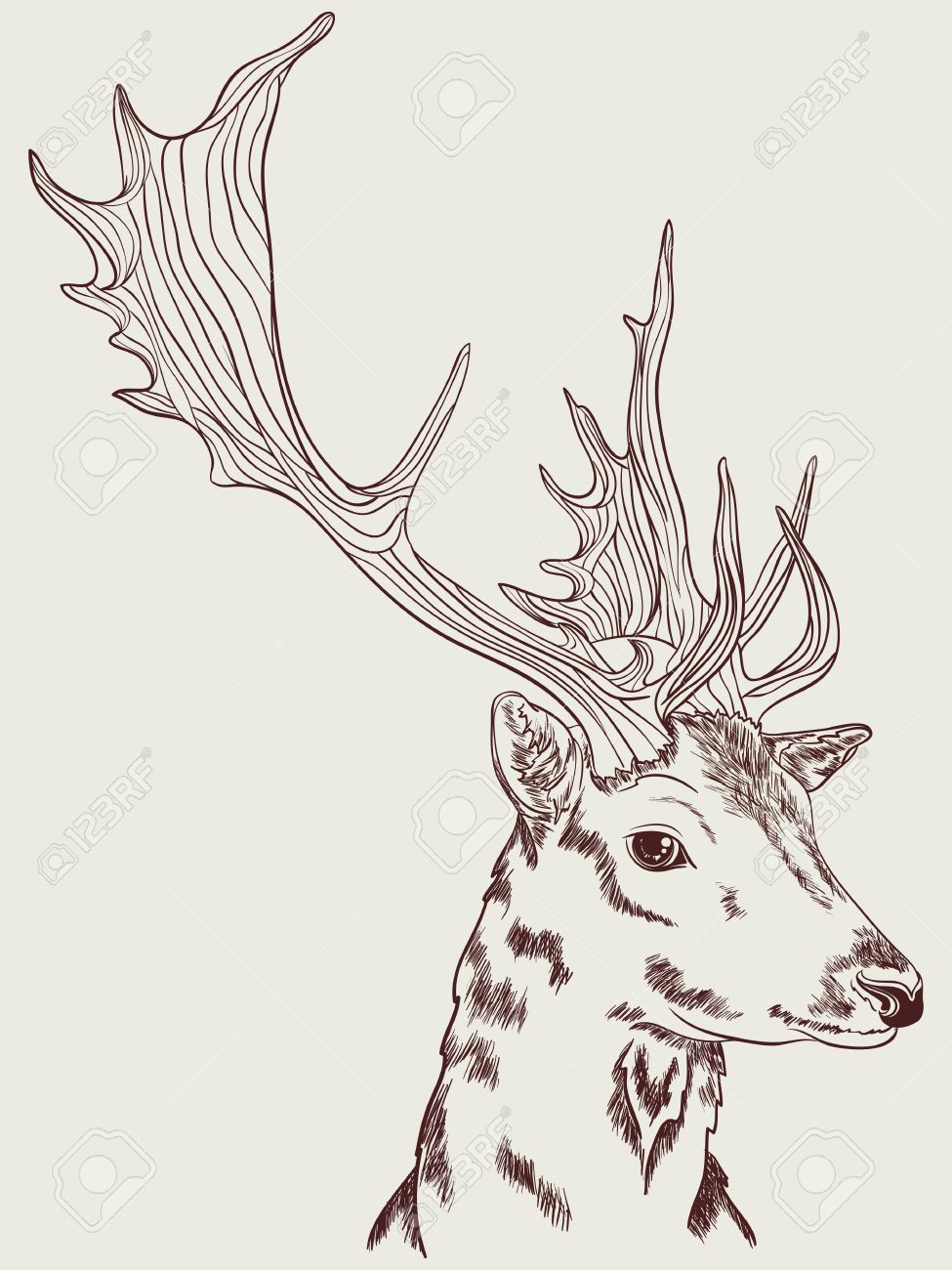 Doe Head Drawing At Getdrawings Free Download