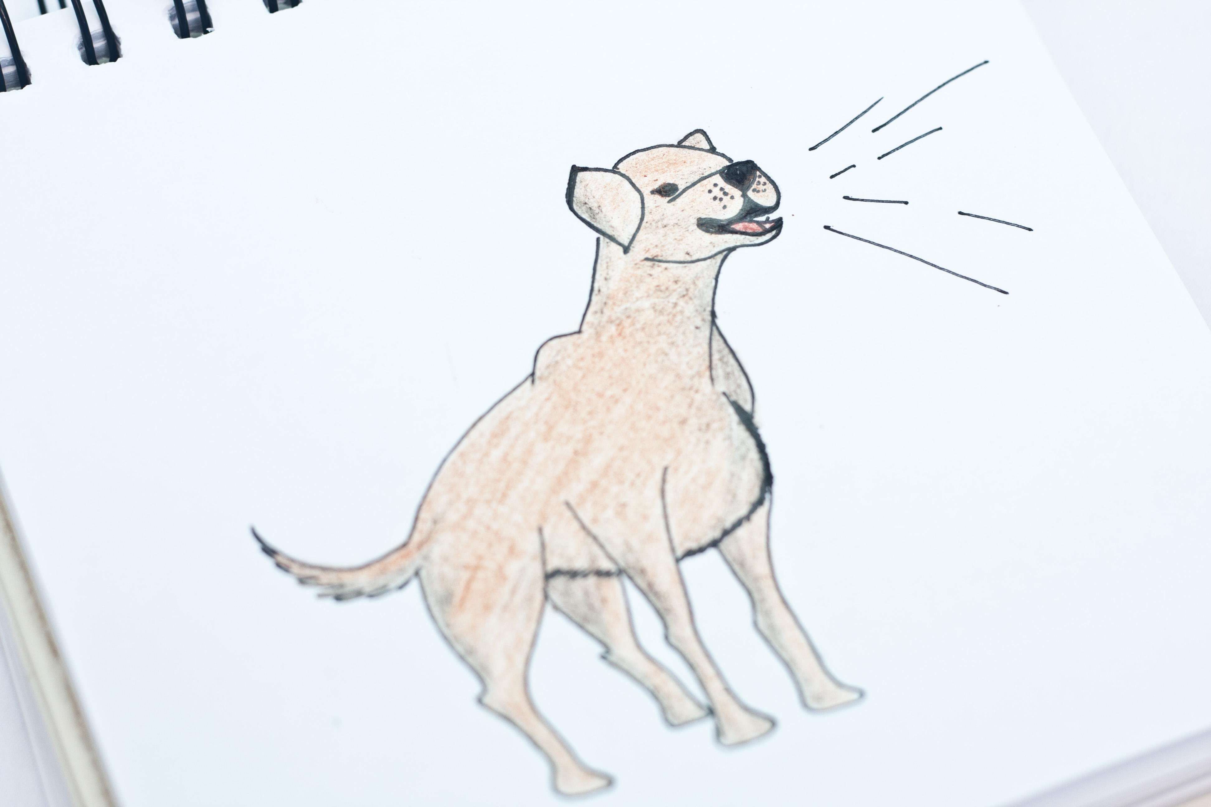 Рисунок лающей собаки