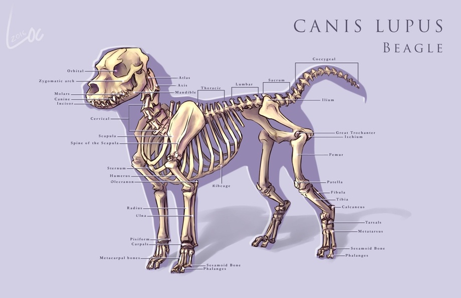 Dog Skeleton Drawing at GetDrawings Free download