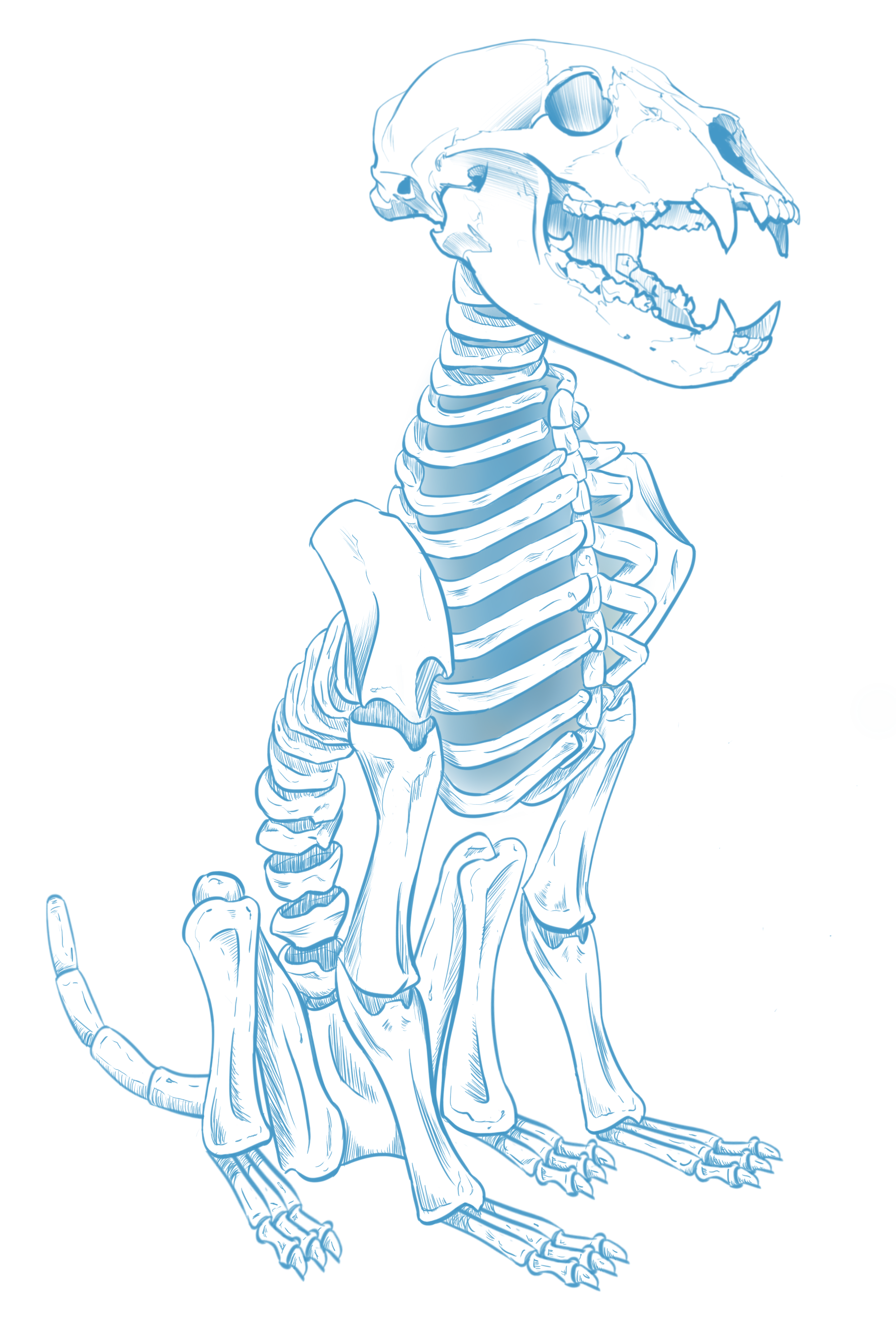 Dog Skeleton Drawing at GetDrawings Free download