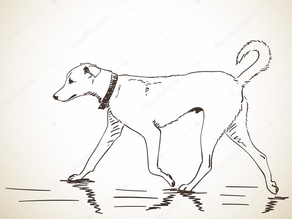 Dog Walking Drawing at GetDrawings Free download