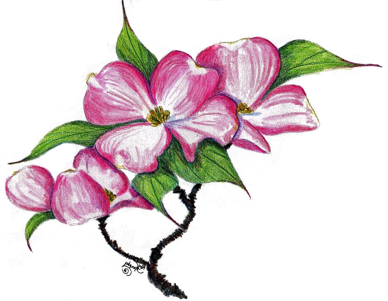 Dogwood Blossom Drawing at GetDrawings | Free download