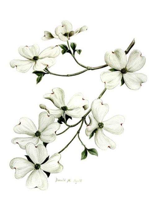 Dogwood Branch Drawing at GetDrawings Free download