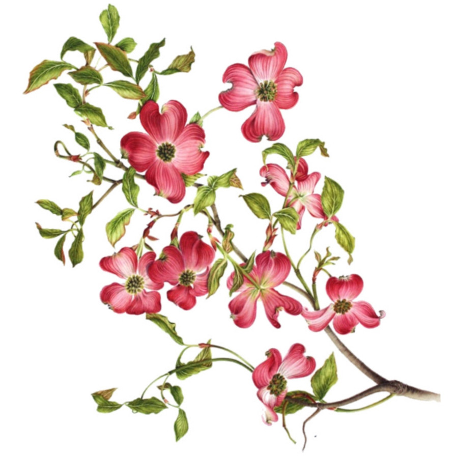 Dogwood Branch Drawing at GetDrawings | Free download