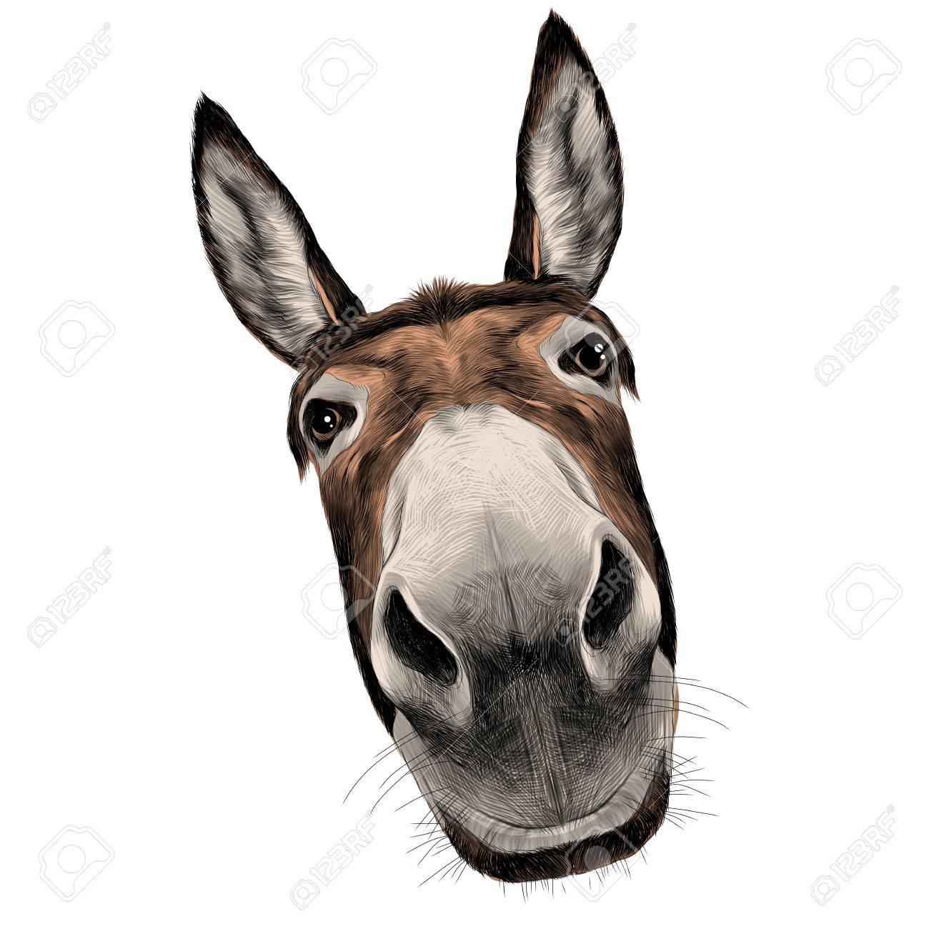 Donkey Head Drawing at GetDrawings Free download