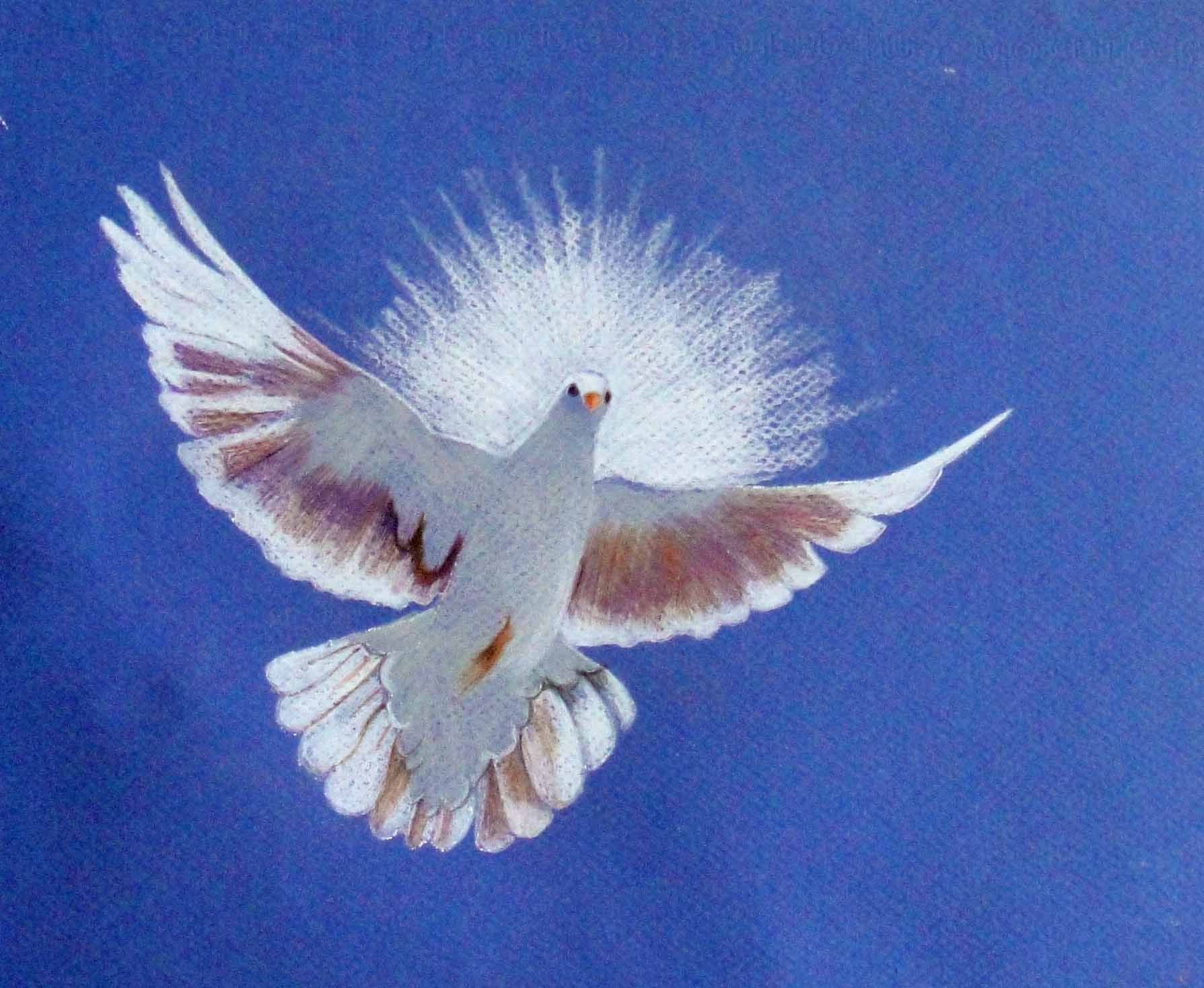 Dove In Flight Drawing at GetDrawings Free download