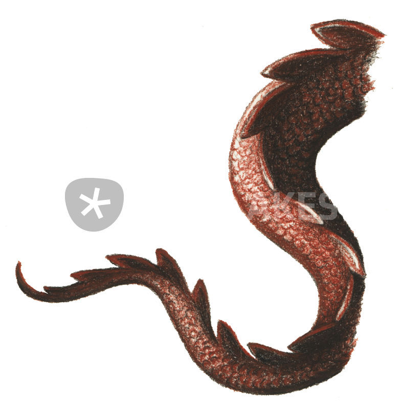 Dragon Tail Drawing at GetDrawings Free download