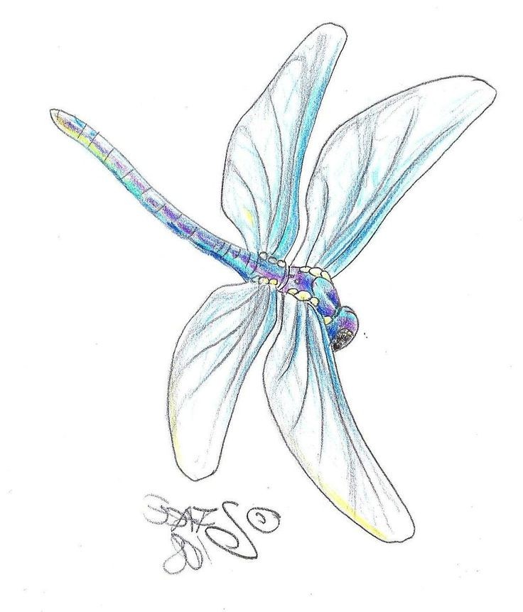 Dragonfly Pencil Drawing at GetDrawings Free download