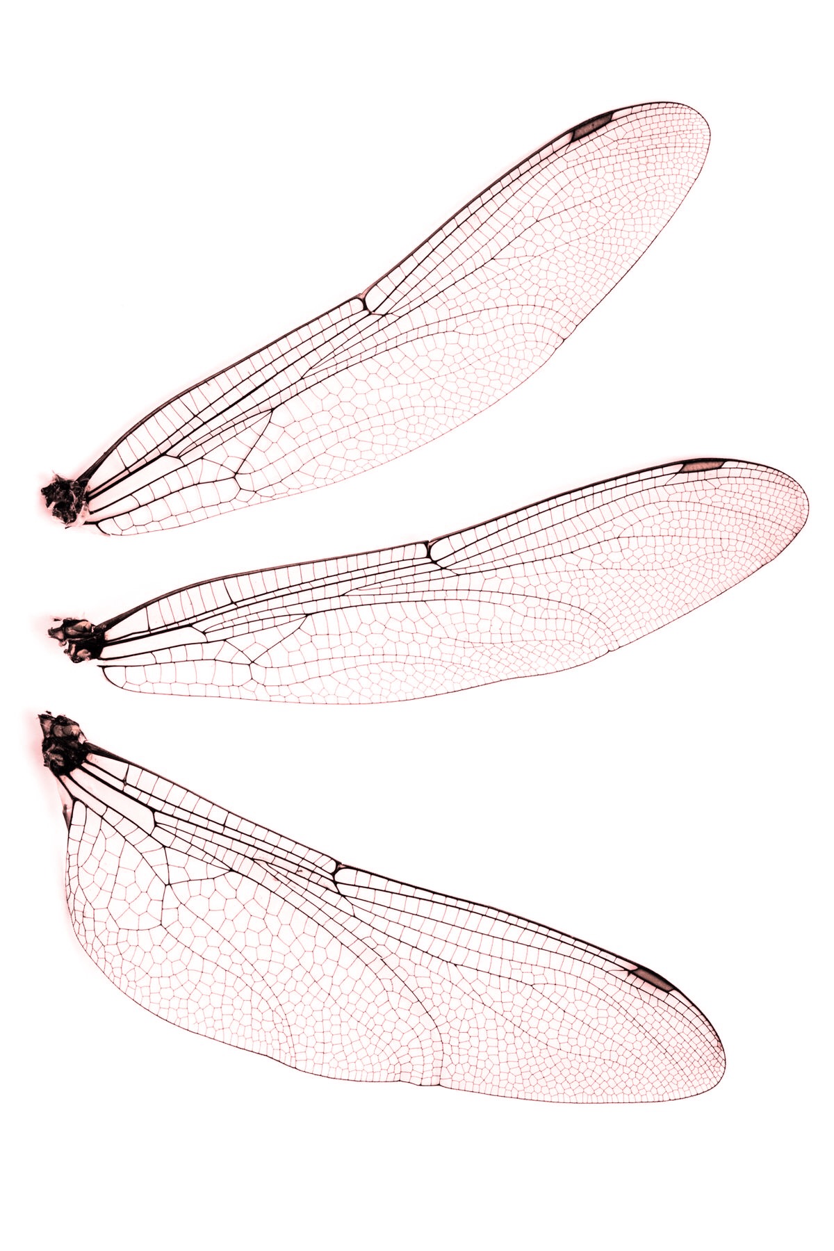 Dragonfly Wings Drawing at GetDrawings Free download