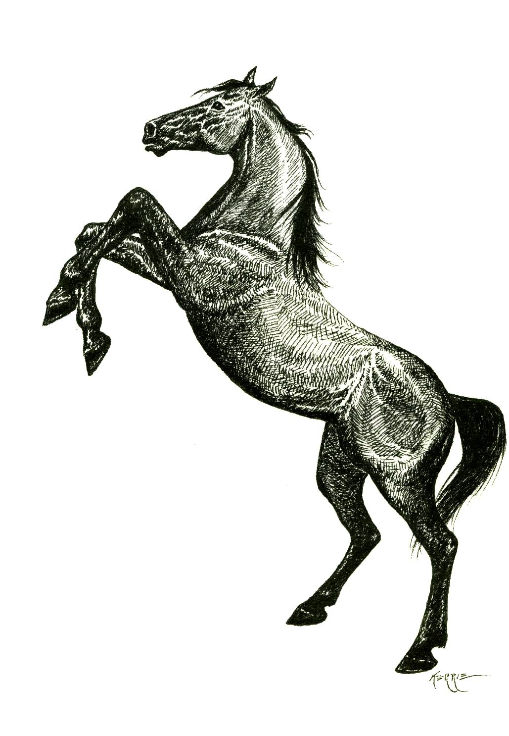 Drawing Pictures Of Horses at GetDrawings | Free download