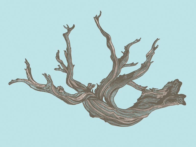 Driftwood Drawing at GetDrawings Free download