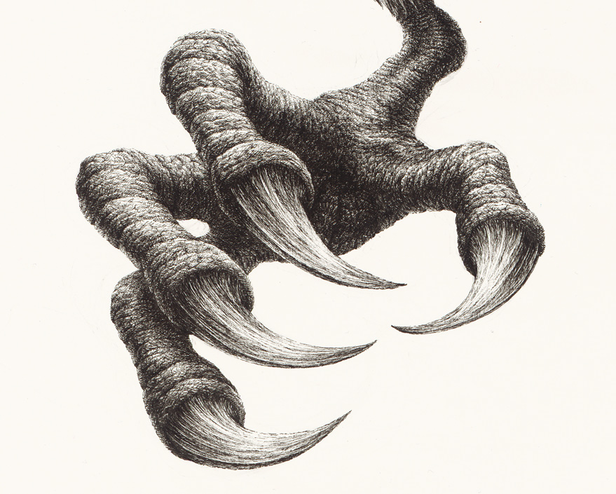 Eagle Claw Drawing at GetDrawings | Free download