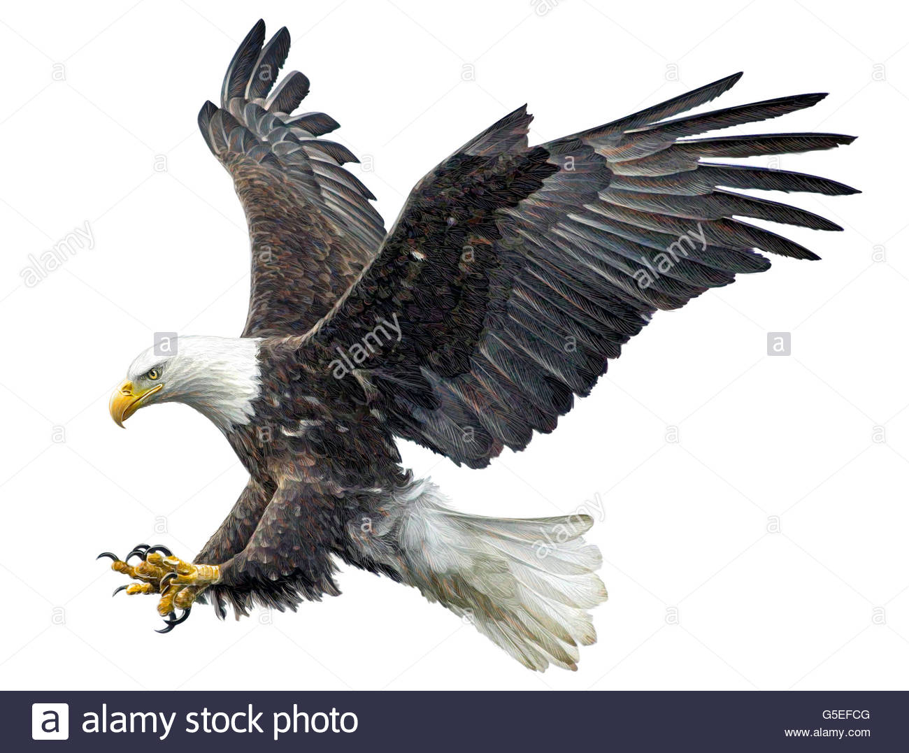 Eagle In Flight Drawing at GetDrawings Free download