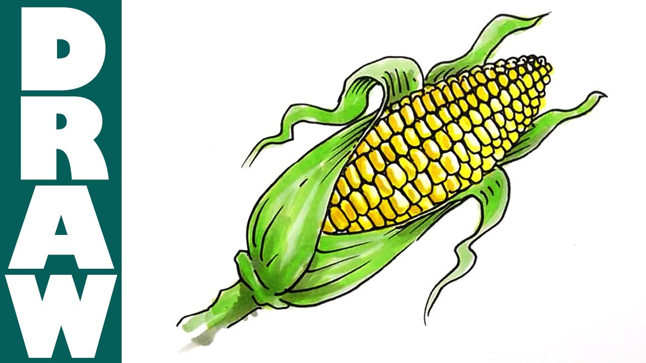 Ear Of Corn Drawing at GetDrawings Free download