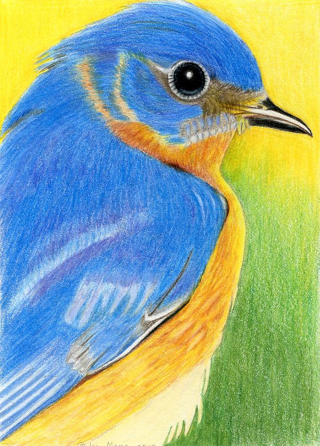 Eastern Bluebird Drawing at GetDrawings Free download