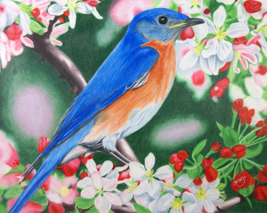 Eastern Bluebird Drawing at GetDrawings | Free download