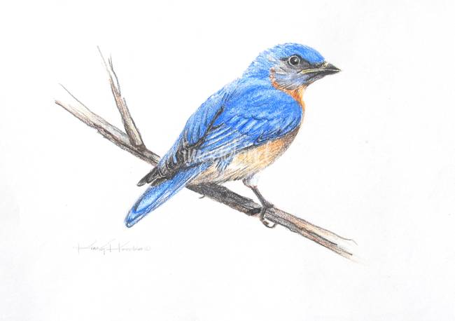 Eastern Bluebird Drawing at GetDrawings | Free download