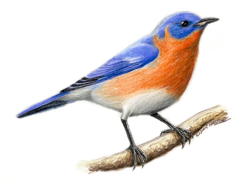 Eastern Bluebird Drawing at GetDrawings Free download