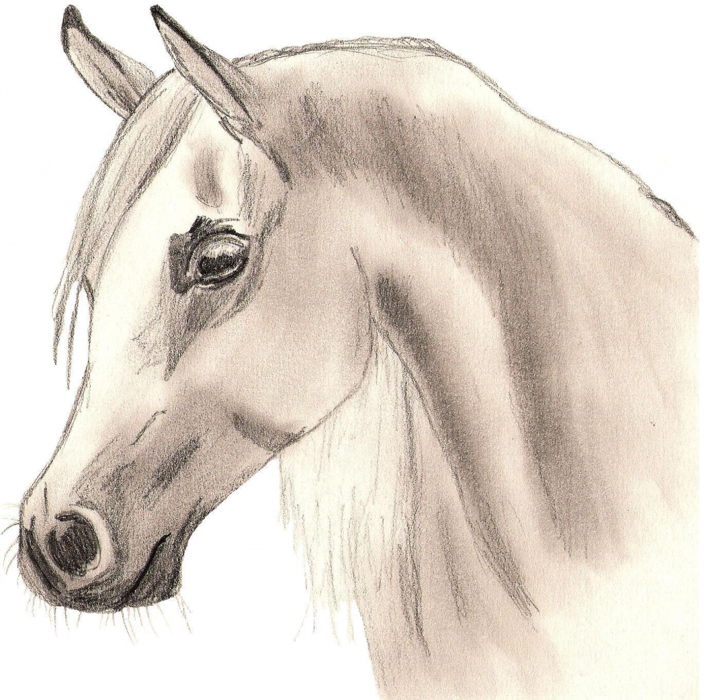 small pencil horse sketch