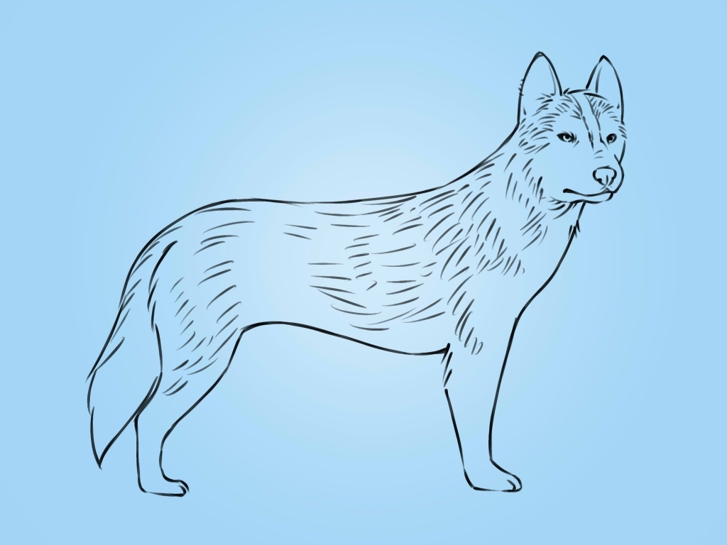 Easy Husky Drawing at GetDrawings Free download