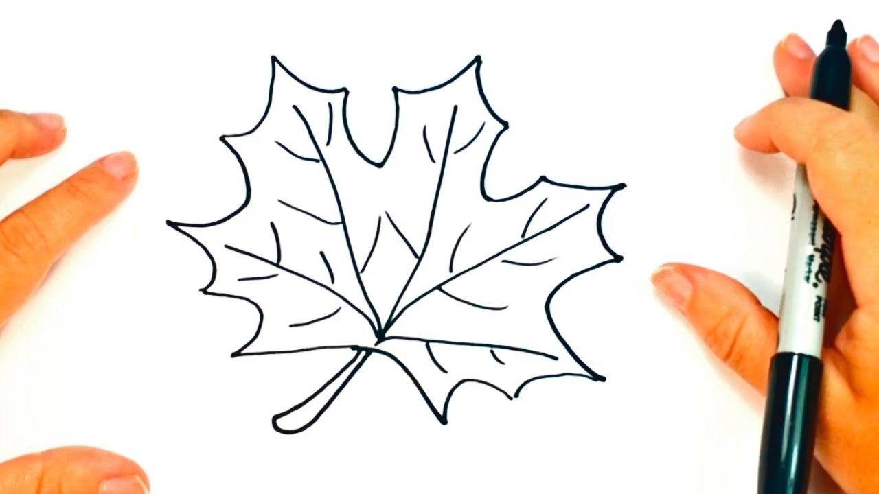 Maple leaf drawing