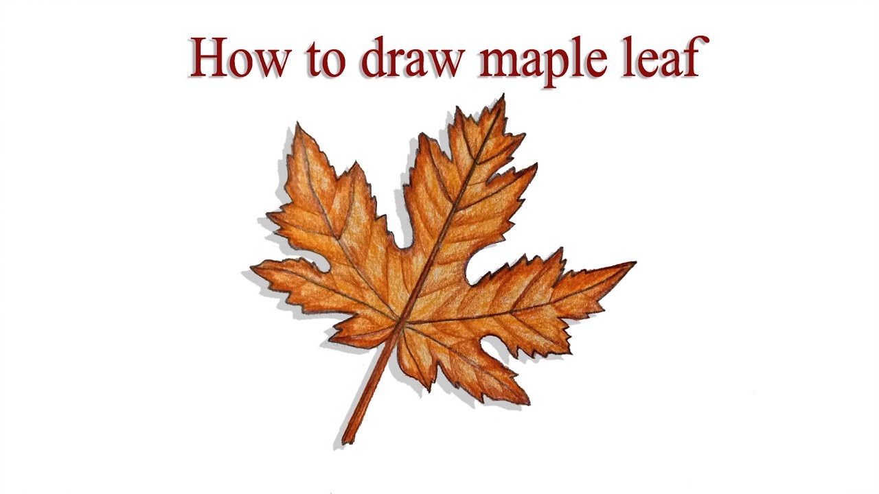 easy-maple-leaf-drawing-at-getdrawings-free-download