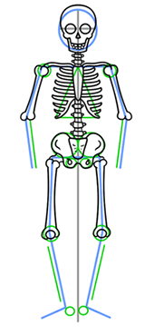 how to draw a human skeleton easy