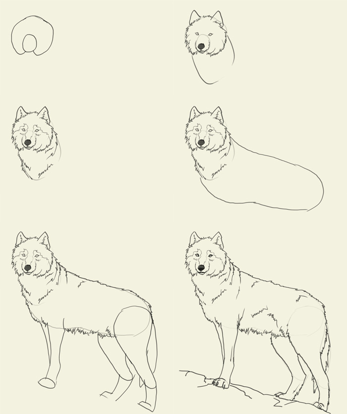 Easy Wolf Drawing Tutorial at GetDrawings Free download