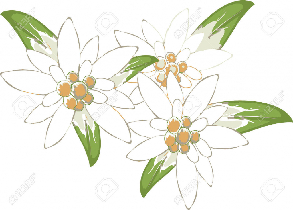 Edelweiss Drawing at GetDrawings Free download