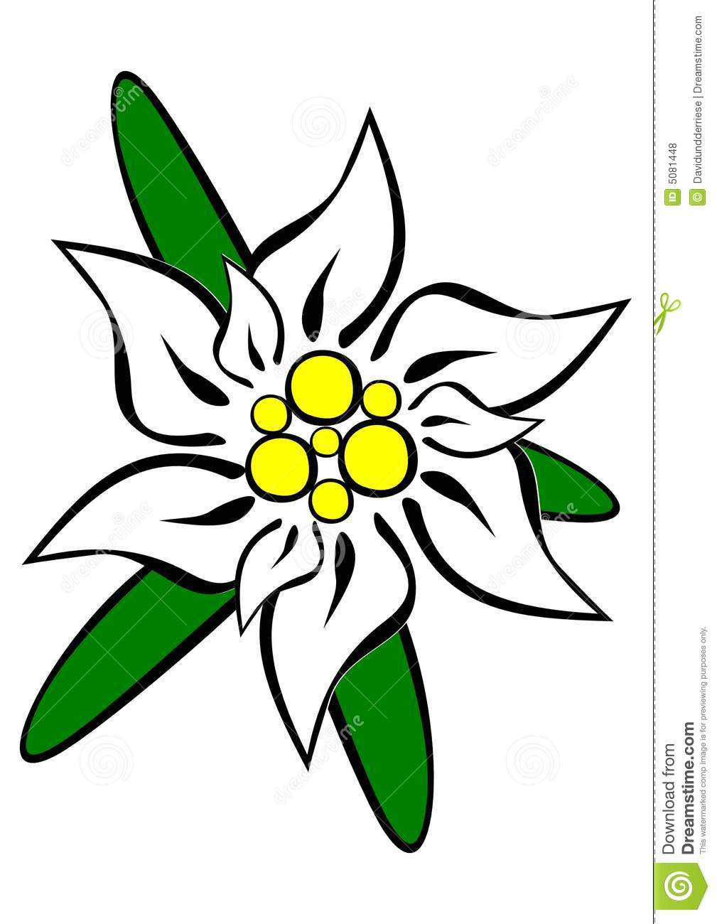 Edelweiss Drawing at GetDrawings | Free download