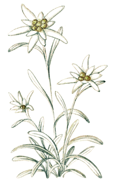 Edelweiss Drawing at GetDrawings | Free download