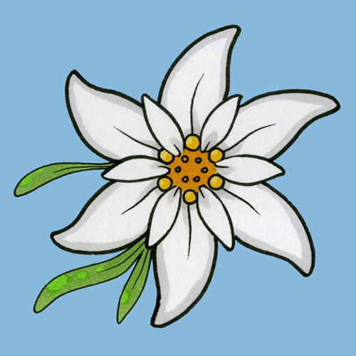 Edelweiss Drawing at GetDrawings | Free download