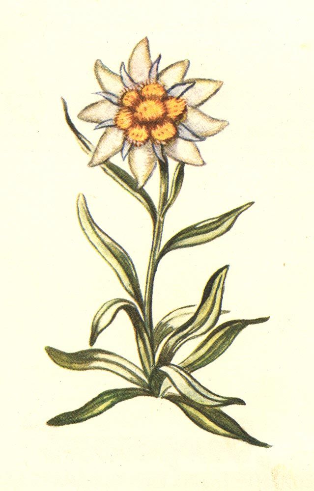 Edelweiss Flower Drawing at GetDrawings | Free download