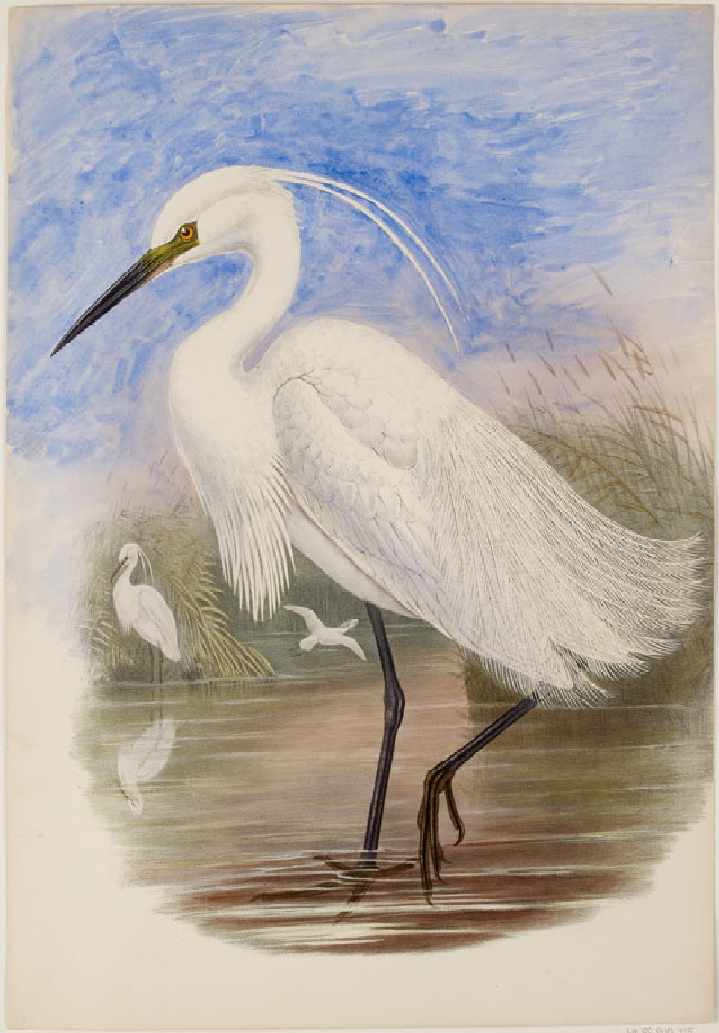 Egret Drawing at GetDrawings Free download