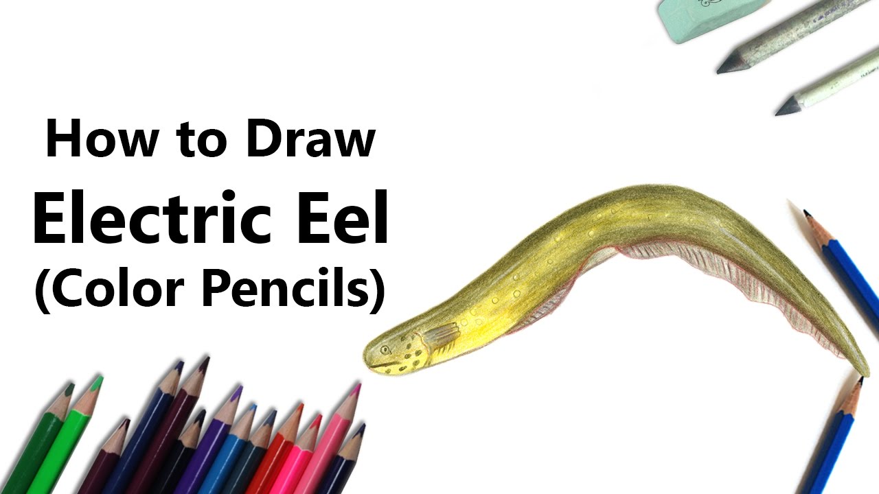 Electric Eel Drawing at GetDrawings | Free download