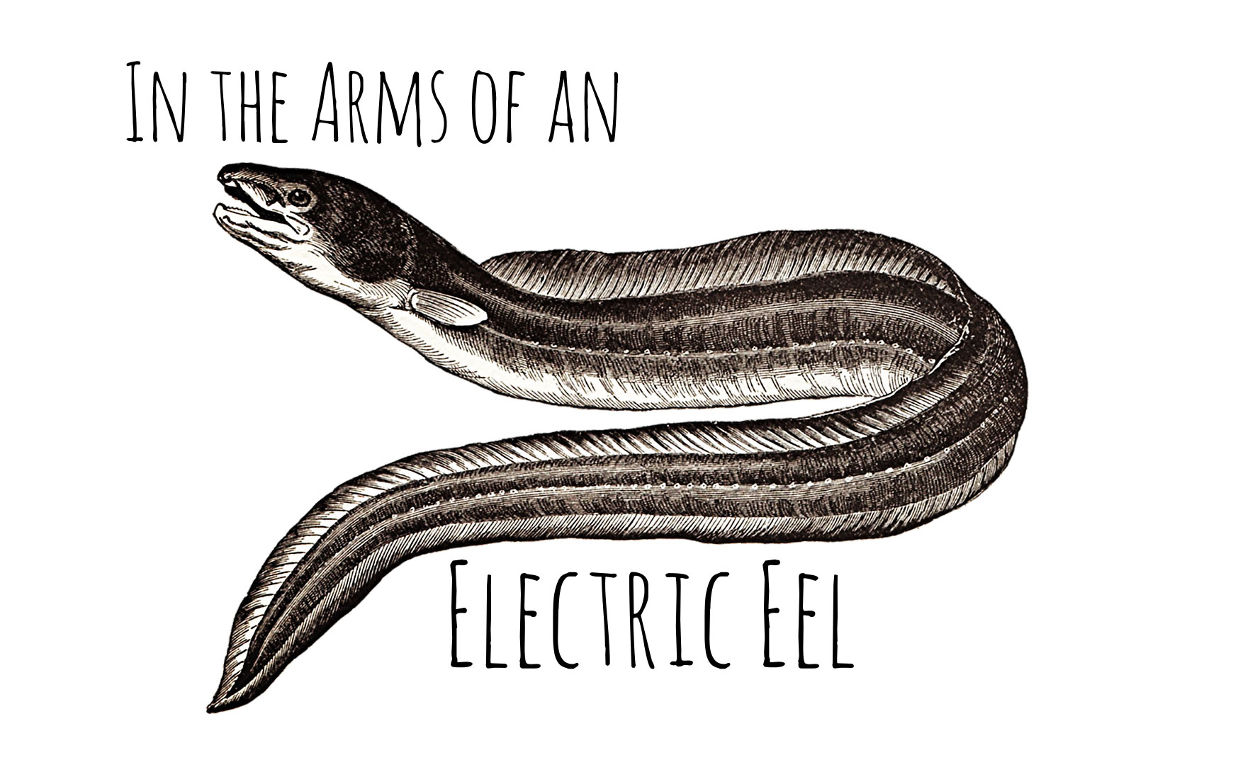 Electric Eel Drawing at GetDrawings Free download