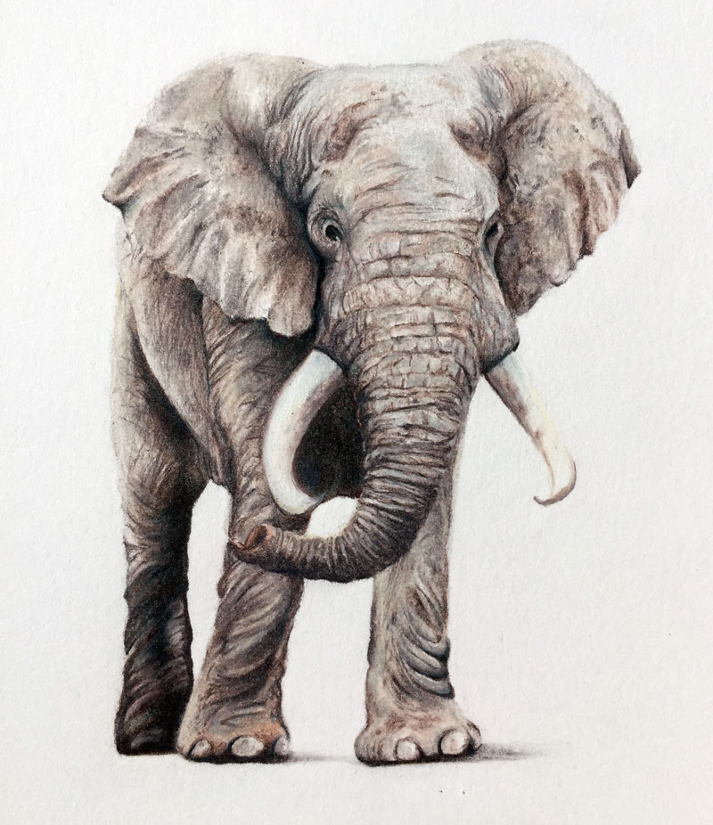 elephant-drawing-at-getdrawings-free-download