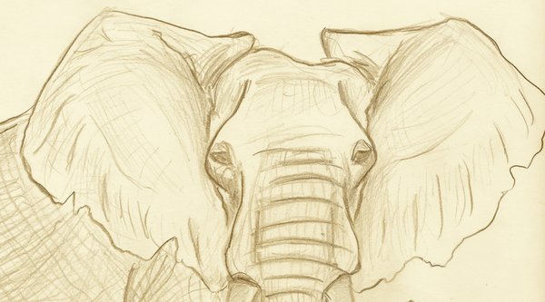 Best How To Draw An Elephant Ear in the world The ultimate guide 