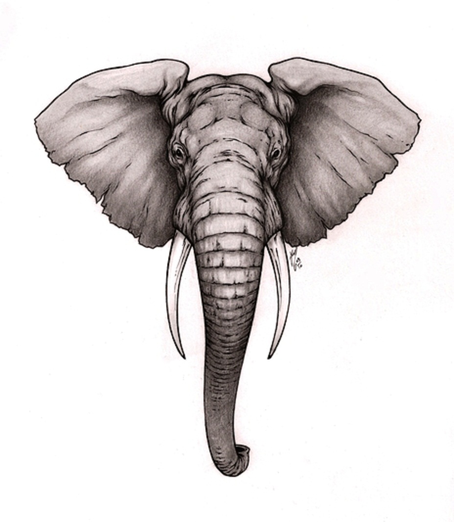Elephant Ears Drawing at GetDrawings Free download
